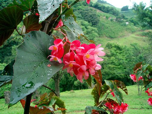 Begonia Flower