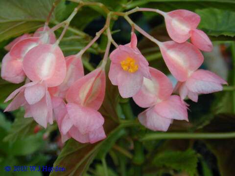 Begonia Flower