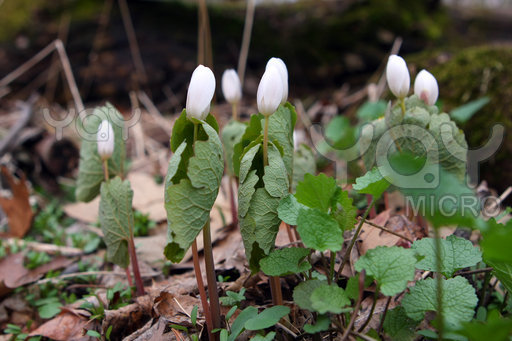 Bloodroot