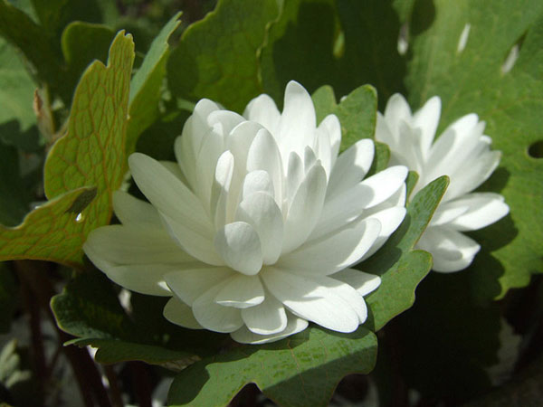Bloodroot