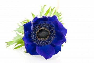 Anemone Flower
