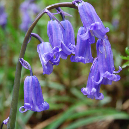 Bluebell flower