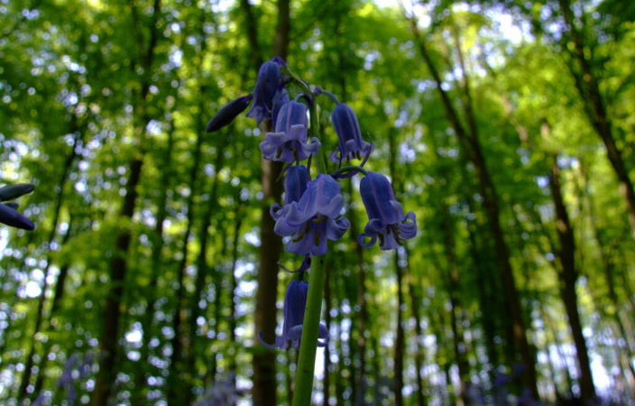 Bluebell flower