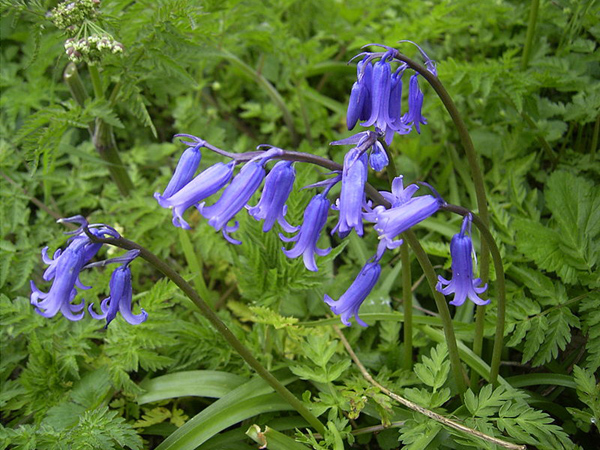 Bluebell flower