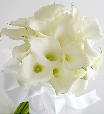 Calla Lily Flower