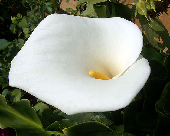 Calla Lily Flower