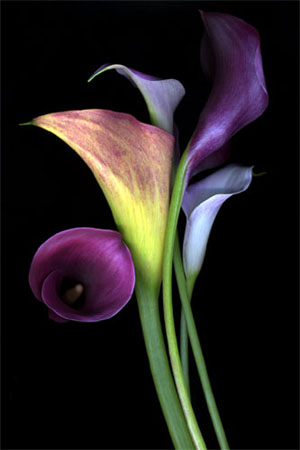Calla Lily Flower