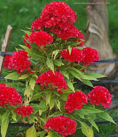 Cockscomb (Celosia Cristata)