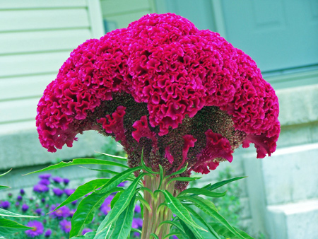 Cockscomb (Celosia Cristata)