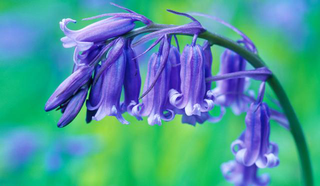 Bluebell flower