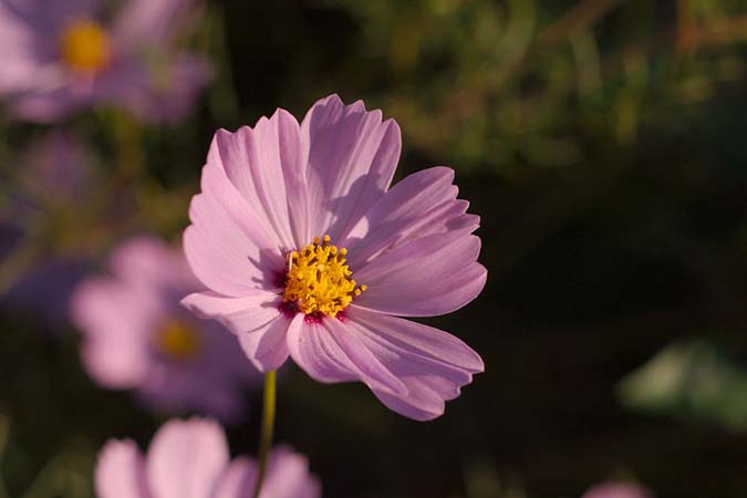 Cosmos Flower
