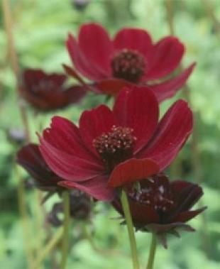 Cosmos Flower