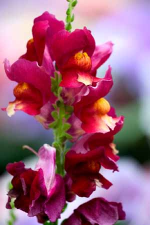 Snapdragon Flower