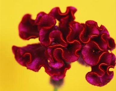 Cockscomb (Celosia Cristata)
