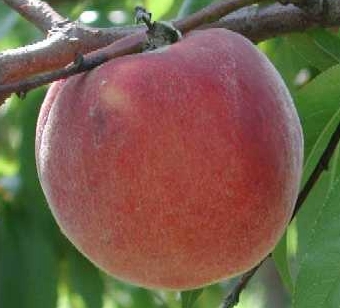 Apple Blossom (Pyrus coronaria)