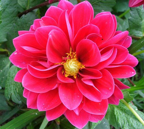 Dahlia Flower
