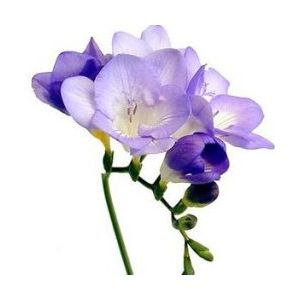 Freesia Flower
