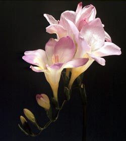 Freesia Flower