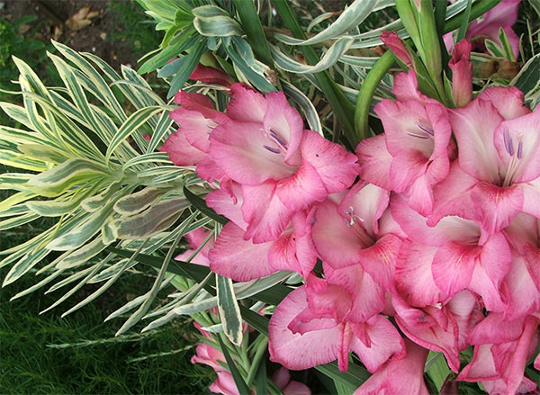 Gladiolus Flower