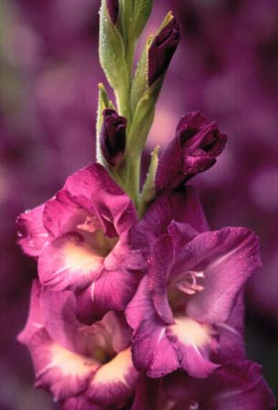 Gladiolus Flower