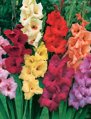 Gladiolus Flower