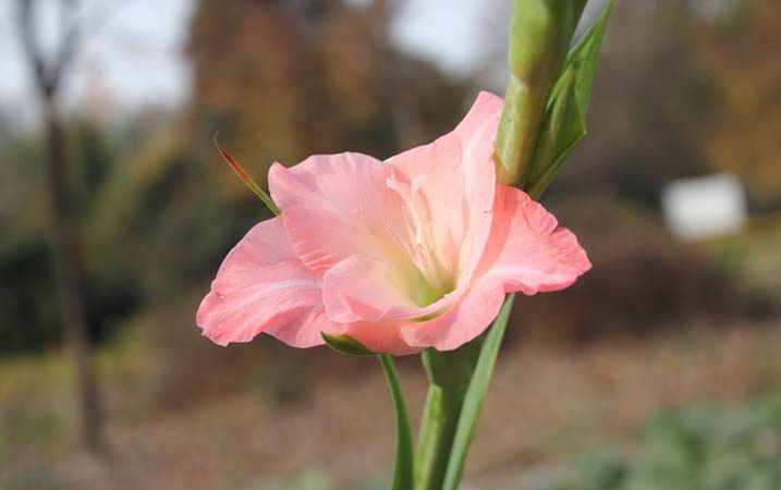 Gladiolus Flower