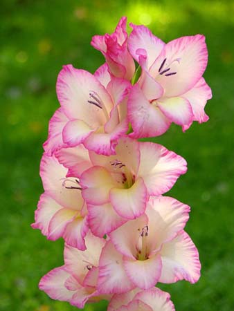 Gladiolus Flower