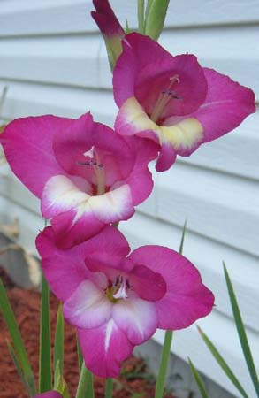 Gladiolus Flower