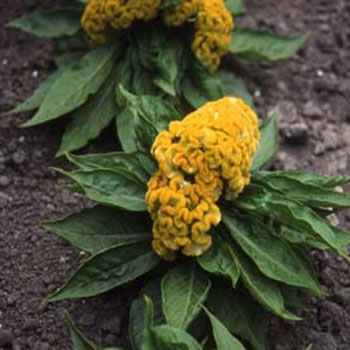 Cockscomb (Celosia Cristata)