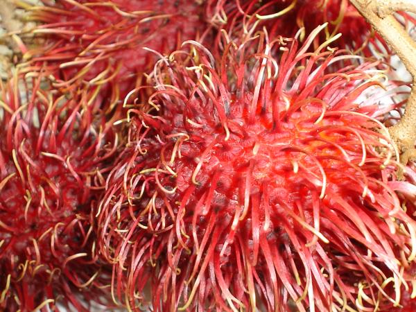 Health Benefits of Lychee