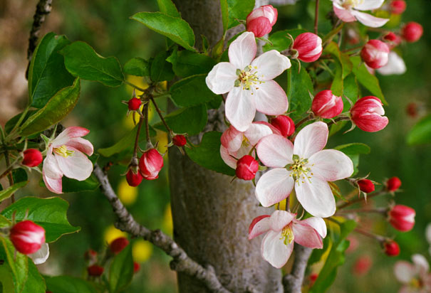 Apple Blossom (Pyrus coronaria)