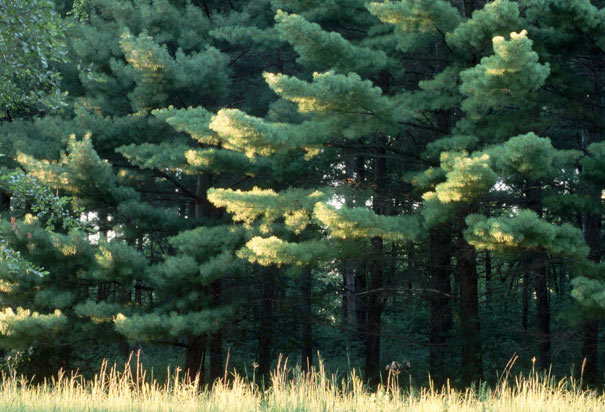 Apple Blossom (Pyrus coronaria)