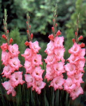 Gladiolus Flower