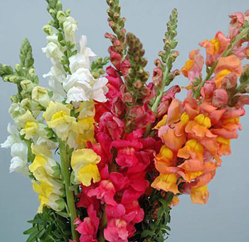 Snapdragon Flower