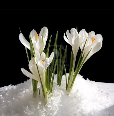Snowdrop Flower