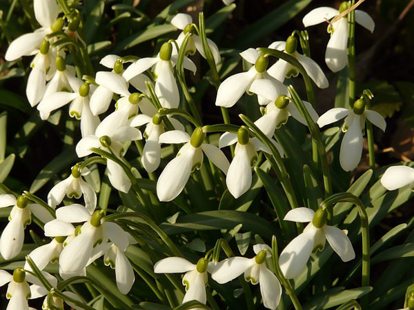 Snowdrop Flower
