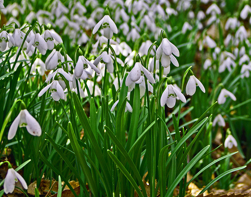 Snowdrop Flower