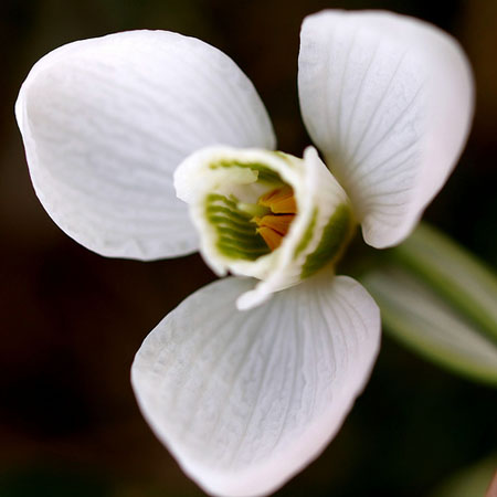 Snowdrop Flower