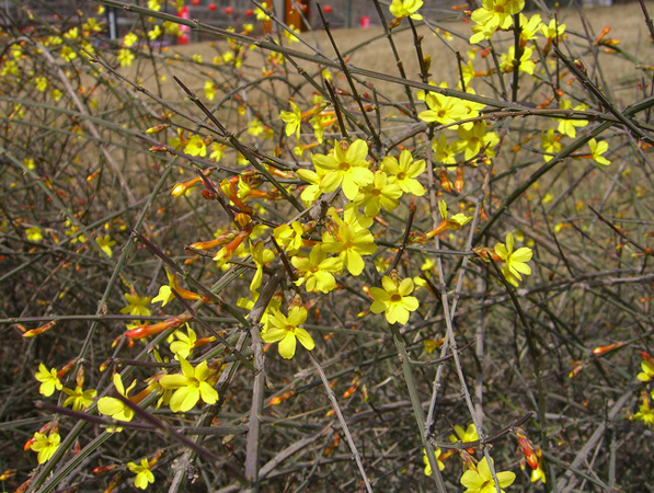 winter jasmine (Jasminum nudiflorum)